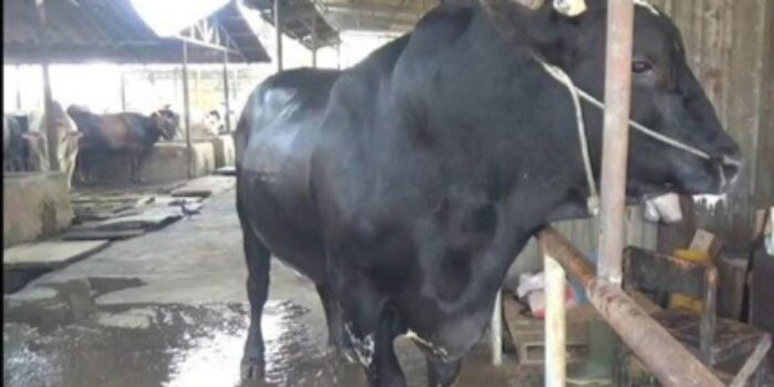 Sapi Sambo 1,1 Ton Milik Peternak Cipondoh Dibeli Prabowo untuk Kurban Iduladha 1447 H
