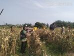 Panen Jagung Polsek Curugbitung Program 1 Desa 2 Hektar Lebak