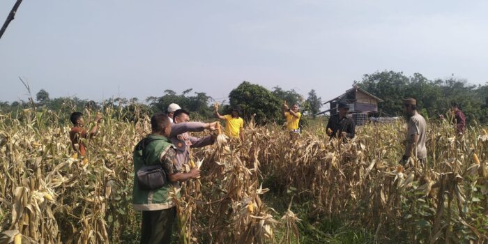 Petani dan Anggota Polsek Curugbitung Panen Jagung di Lebak Asih Panen Jagung Polsek Curugbitung Program 1 Desa 2 Hektar Lebak