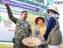 Panen 17,5 Ton Padi di Lanud Halim Perdanakusuma Dukung Program Makan Bergizi Gratis