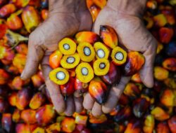 PalmCo Mampu Pastikan Asal Usul Crude Palm Oil Bukan Hanya Sekedar Mutu