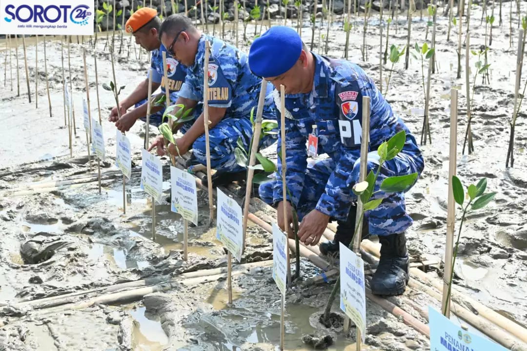 Aksi personel TNI AU dan Polisi Militer AU tanam bibit mangrove di pesisir Pantai Baro Gebang Cirebon