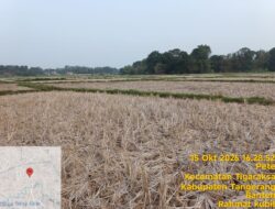 Tuntut Solusi Nyata Bukan Sekedar Slogan ! Hendra Primitif : Sawah Tigaraksa Kekeringan DPKP ke Mana ?
