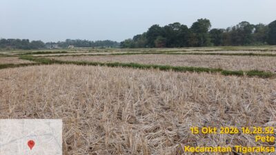 Tuntut Solusi Nyata Bukan Sekedar Slogan ! Hendra Primitif : Sawah Tigaraksa Kekeringan DPKP ke Mana ?